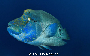 A friendly Humphead Wrasse in Palau by Larissa Roorda 